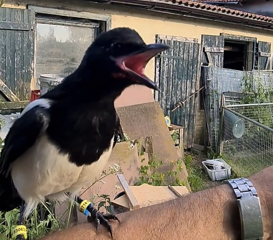 Jungelster Jokel ist vom Ausflug nicht zurückgekehrt (Foto: Tierheim) Jungelster Jokel ist vom Ausflug nicht zurückgekehrt (Foto: Tierheim)