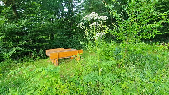 itte nicht verwechseln: Dieses Exemplar direkt am Igelsumpf  zwischen Woffleben und Gudersleben ist (noch?) kein Riesen-B&auml;renklau, sondern ein etwas gr&ouml;&szlig;er geratener  heimischer, und nicht invasiver WIESEN-B&auml;renklau. (Foto: B.Schwarzberg)