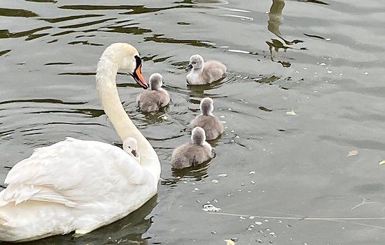 Schwanenfamilie am großen Teich in Sondershausen (Foto: Wolfgang Lehmann) Schwanenfamilie am großen Teich in Sondershausen (Foto: Wolfgang Lehmann)