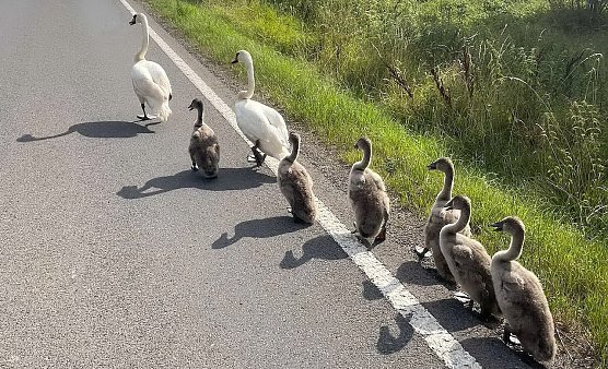 Familie Schwan macht einen Ausflug (bzw. Spaziergang) (Foto: Feuerwehr Oldisleben/Sachsenburg) Familie Schwan macht einen Ausflug (bzw. Spaziergang) (Foto: Feuerwehr Oldisleben/Sachsenburg)