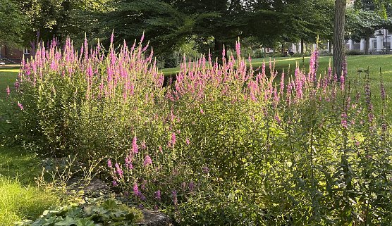 Ein heißes Wochenende steht bevor (Foto: oas) Ein heißes Wochenende steht bevor (Foto: oas)