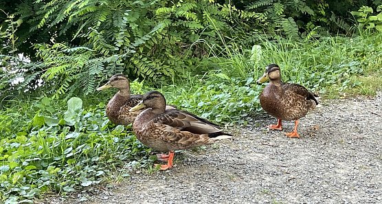 Vereinzelt sind nach wie vor Gewitter m&ouml;glich (Foto: oas)
