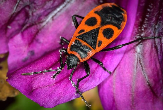 Wohl bekannt und weit verbreitet: die Feuerwanze (Foto: Holger R&uuml;del)