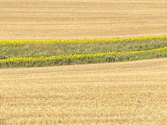 Getreidefeld bei Dietenborn (Foto: Wolfgang Lehmann)