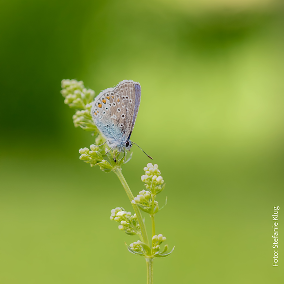 Tagfalter aus der N&auml;he (Foto: Stefanie Klug)