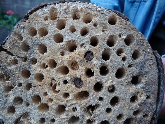 Bau eines Insektenhotels (Foto: Karl-Heinz Herrmann) Bau eines Insektenhotels (Foto: Karl-Heinz Herrmann)