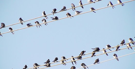 Schwalben sammeln sich zum Zug in den Süden (Foto: U.Reinboth) Schwalben sammeln sich zum Zug in den Süden (Foto: U.Reinboth)