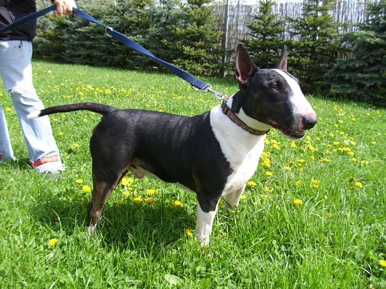 Thyson (Foto: C. Knust) Thyson (Foto: C. Knust)