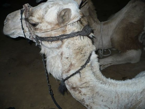 Auf dem Mosesberg (Foto: Karl-Heinz Herrmann) Auf dem Mosesberg (Foto: Karl-Heinz Herrmann)