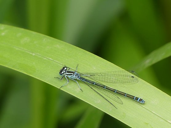 Eine Helm Azurjungfer am Ufergr&uuml;n (Foto: Landschaftspflegeverband S&uuml;dharz/Kyffh&auml;user)