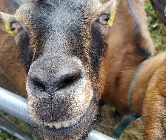 Erfreute Ziege (Foto: Helga und Gerhard M&uuml;ller)