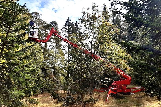 Auch die aktuell landesweit 24 Saatgutplantagen, hier Wei&szlig;tanne und Vogelbeere, werden best&auml;ndig erg&auml;nzt bzw. erneuert (Foto: Horst Spro&szlig;mann)