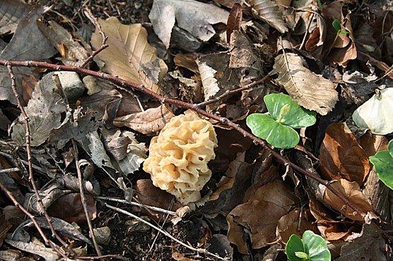 Rekordverdächtiger Wanderer (Foto: Hans-Jürgen Schmidt) Rekordverdächtiger Wanderer (Foto: Hans-Jürgen Schmidt)
