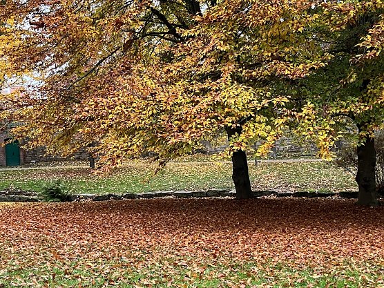 Weiter ruhiges Herbstwetter mit gem&auml;chlichem Bl&auml;tterfalll  (Foto: oas)