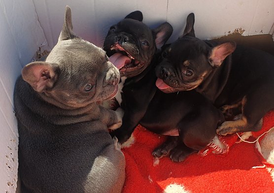 Illegal verkaufte Franz&ouml;sische Bulldoggen aus Rum&auml;nien (Foto: &copy; VIER PFOTEN)