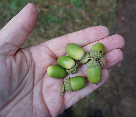 Objekt der Begierde: Die geernteten Eicheln verarbeitet die Th&uuml;ringenForst-A&ouml;R umgehend in den Saatbeeten der betriebseigenen Forstbaumschule in Breitenworbis (Foto: Horst Spro&szlig;mann)