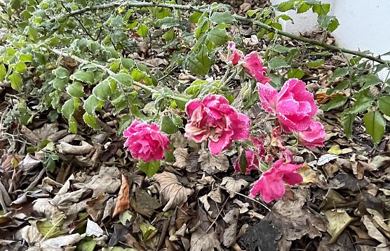 Die letzten Rosen des Jahres (Foto: oas)