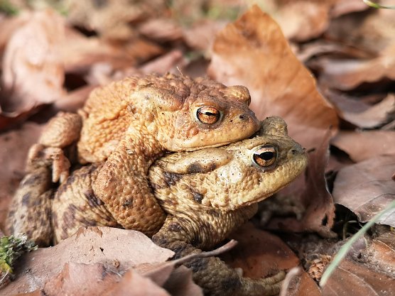 Erdkröten (Foto: NABU Kyffhäuserkreis) Erdkröten (Foto: NABU Kyffhäuserkreis)