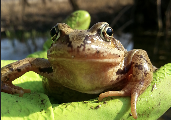 BUND ruft zur Amphibienrettung (Foto: BUND Thüringen) BUND ruft zur Amphibienrettung (Foto: BUND Thüringen)
