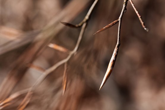Knospen (Foto: Natura 2000-Station Possen) Knospen (Foto: Natura 2000-Station Possen)