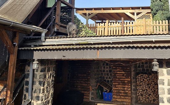 Hängebauchschwein auf Abwegen (Foto: S.Dietzel) Hängebauchschwein auf Abwegen (Foto: S.Dietzel)