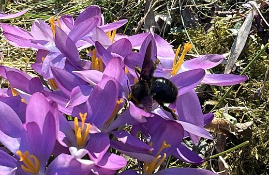 Erdbienen nutzen sofort die ersten warmen Sonnentage (Foto: oas) Erdbienen nutzen sofort die ersten warmen Sonnentage (Foto: oas)