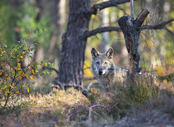 Der Wolf (Foto: NABU/Kathleen Gerber) Der Wolf (Foto: NABU/Kathleen Gerber)