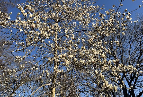 Baumblüte beginnt: Endlich Frühling! (Foto: oas) Baumblüte beginnt: Endlich Frühling! (Foto: oas)