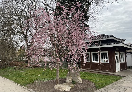 Freundliches Frühlingswetter bestimmt das Wochenende (Foto: oas) Freundliches Frühlingswetter bestimmt das Wochenende (Foto: oas)