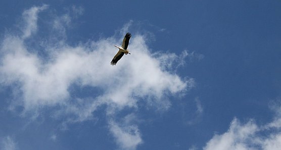 Unser Wetterbild kommt heute von Ulrich Reinboth, der am Stausee Kelbra Meister Adebar gesichtet hat (Foto: Ulrich Reinboth)