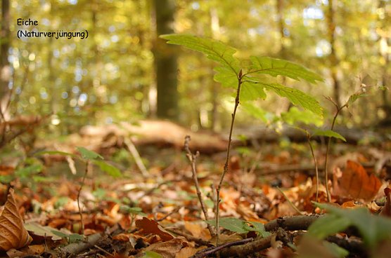 Im Forst unterwegs (Foto: Forstamt Oldisleben)