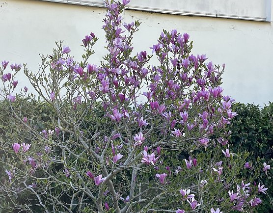 Frühlingswetter bleibt erhalten (Foto: oas) Frühlingswetter bleibt erhalten (Foto: oas)