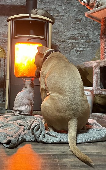 Kuscheln vorm Kamin  (Foto: J. Thorhauer)