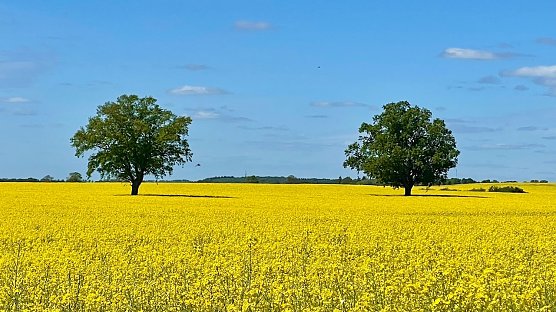 An der M&uuml;ritz (2) (Foto: Volker Weickert)