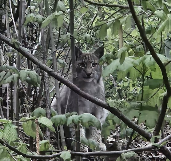 Begegnung mit Luchs (Foto: Michael Helbing)