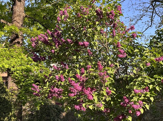 Fliederpracht (Foto: oas) Fliederpracht (Foto: oas)