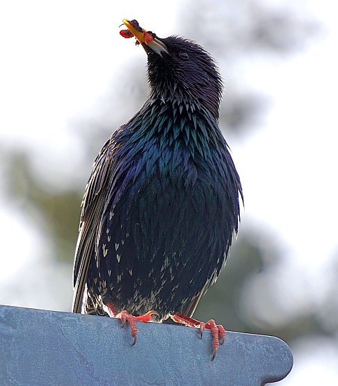 Momentaufnahme Star (Foto: S. Boikat) Momentaufnahme Star (Foto: S. Boikat)