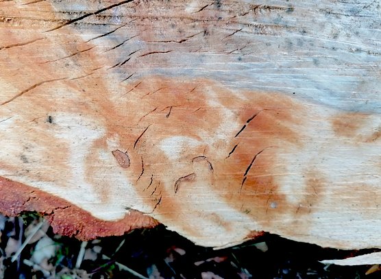 Baumscheibe mit Gesicht (Foto: Cathleen Gansohr ) Baumscheibe mit Gesicht (Foto: Cathleen Gansohr )