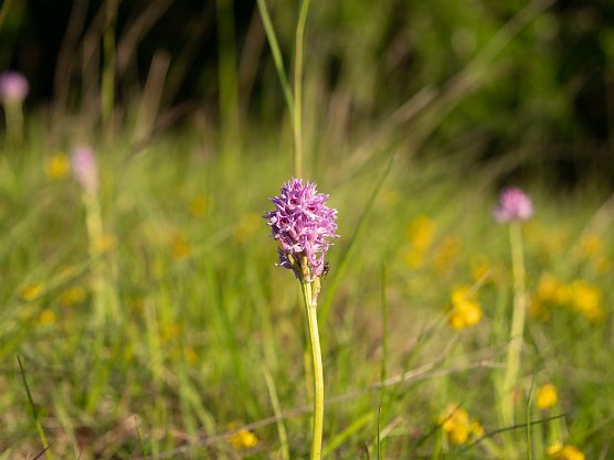 Symbolbild Natur (Foto: Natura 2000-Station Possen) Symbolbild Natur (Foto: Natura 2000-Station Possen)