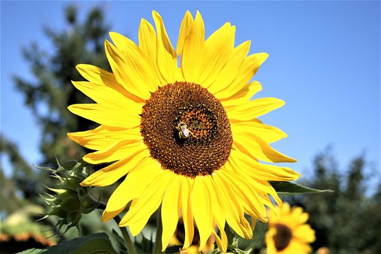 Demnächst wird in Rossla wieder Honig geschleudert (Foto: Ulrich Reinboth) Demnächst wird in Rossla wieder Honig geschleudert (Foto: Ulrich Reinboth)