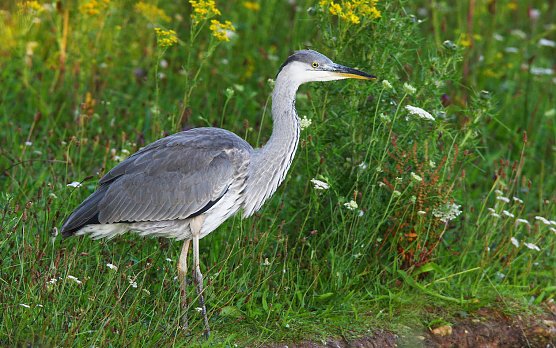 Der Graureiher ist durch massiven Abschuss gefährdet (Foto: Frank Derer) Der Graureiher ist durch massiven Abschuss gefährdet (Foto: Frank Derer)