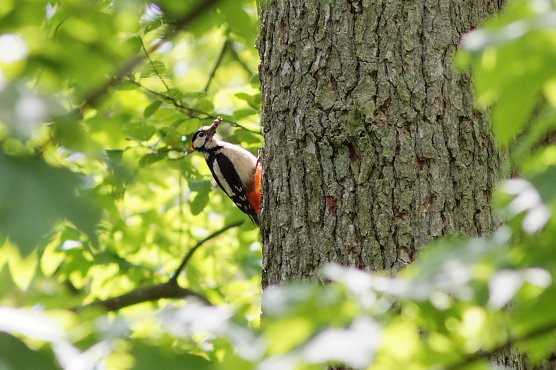 Buntspecht (Foto: Isabel H&uuml;mpfner)