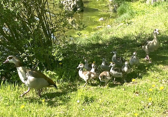 Nachwuchs bei den Nilg&auml;nsen  (Foto: Wolfgang Lehmann)