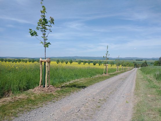 Baumpflanzungen bei Etzelsrode (Foto: Landschaftspflegeverband Südharz/Kyffhäuser) Baumpflanzungen bei Etzelsrode (Foto: Landschaftspflegeverband Südharz/Kyffhäuser)