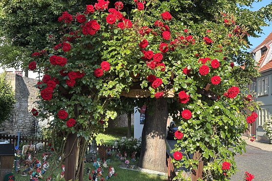In der Rosenstadt Bad Langensalza (Foto: oas)