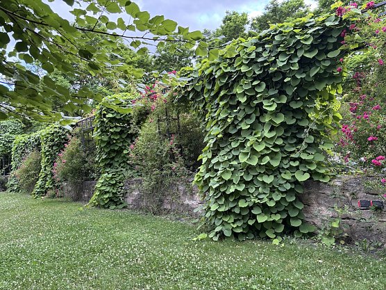 Stadtmauerbepflanzung Bad Langensalza (Foto: oas) Stadtmauerbepflanzung Bad Langensalza (Foto: oas)