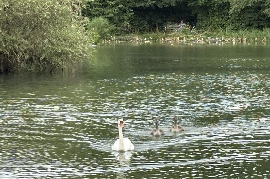Familie Schwan unterwegs auf dem B&ouml;hmenteich (Foto: oas)