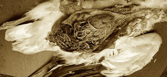 Gummibänder im Magen eines verendeten Weißstorches (Foto: Juliane Ballmer) Gummibänder im Magen eines verendeten Weißstorches (Foto: Juliane Ballmer)