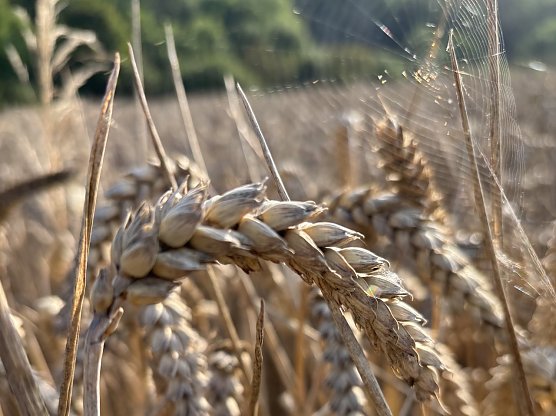 Das Sommerwetter dauert an (Foto: oas) Das Sommerwetter dauert an (Foto: oas)