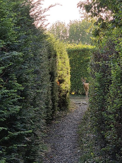 Begegnung mit Rehbock  (Foto: Uta Wei&szlig;e)